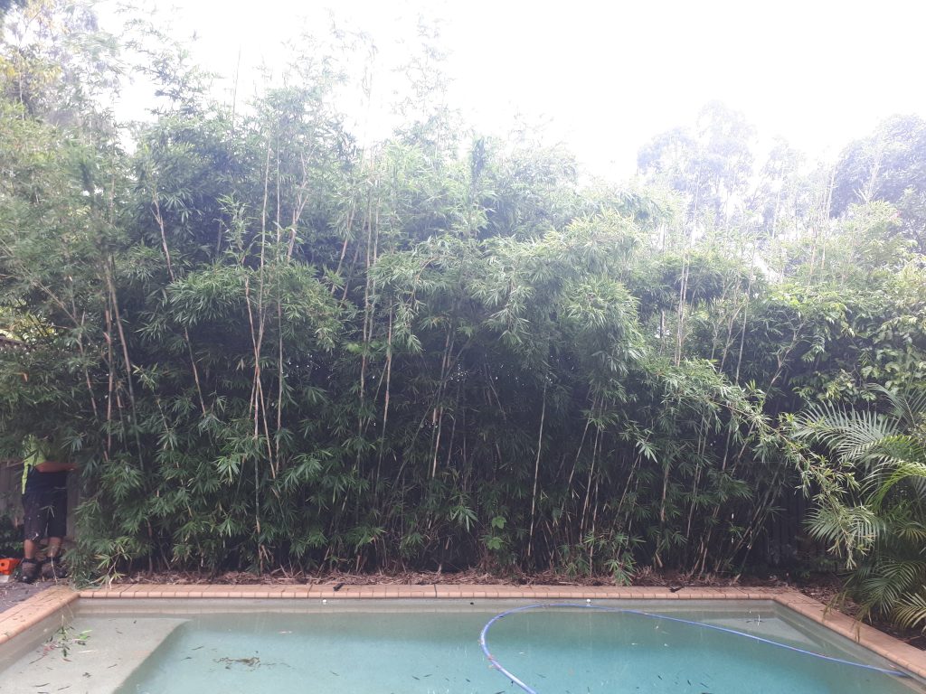 Bamboo Removal Brisbane