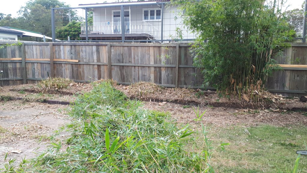 Bamboo Removal Brisbane