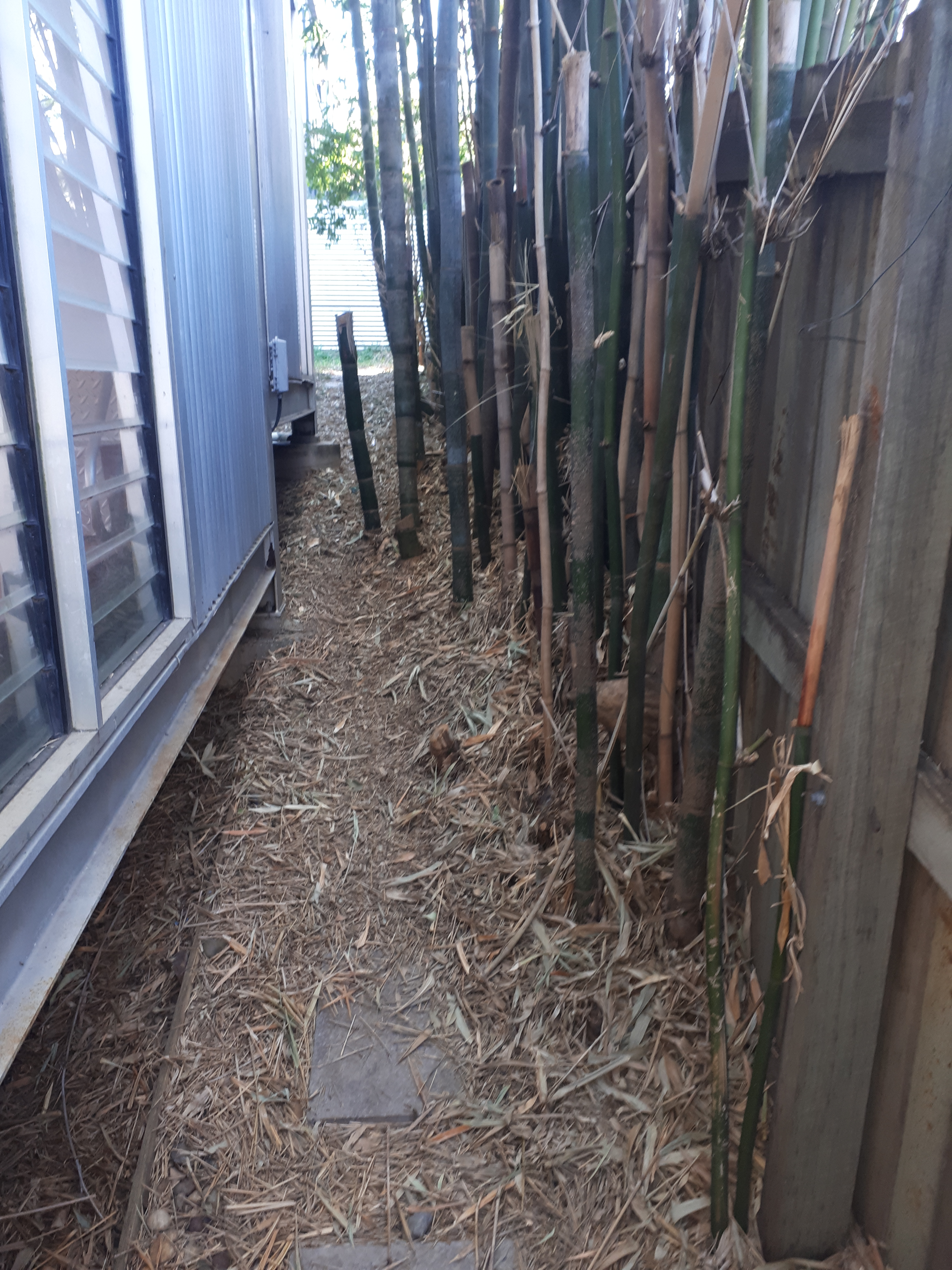 www.bambooremovalbrisbane.com.au