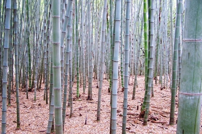 Bamboo Removal Brisbane