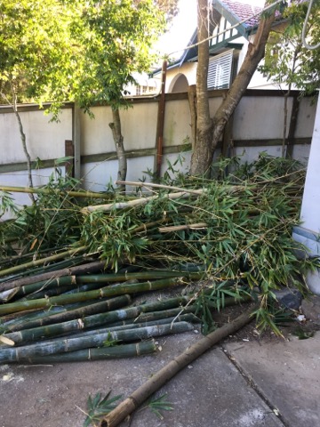 www.bambooremovalbrisbane.com.au/newmarket