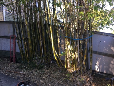 www.bambooremovalbrisbane.com.au/newmarket