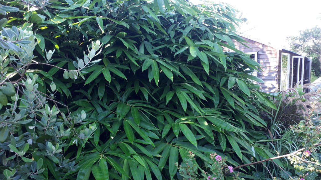 Bamboo Removal Brighton